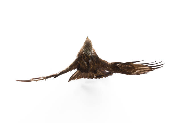 istock bird of prey isolated on white background 954306032