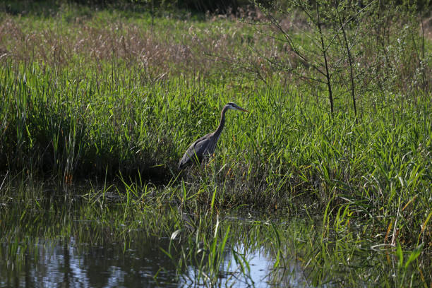 istock Great Blue Heron in Rural British Columbia, Canada 954306202
