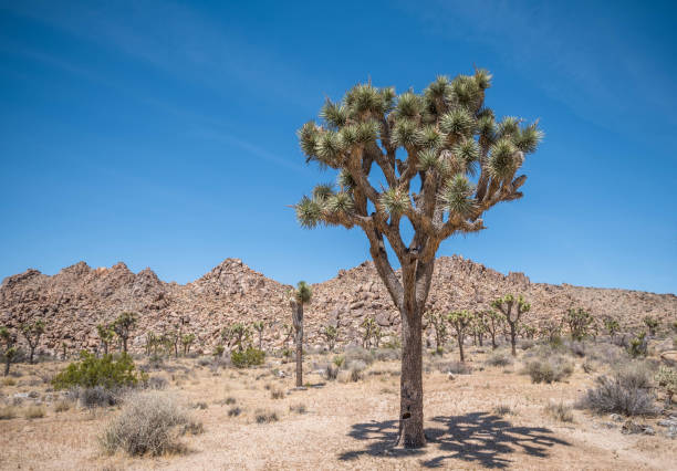 istock Joshua Tree National Park 954306224
