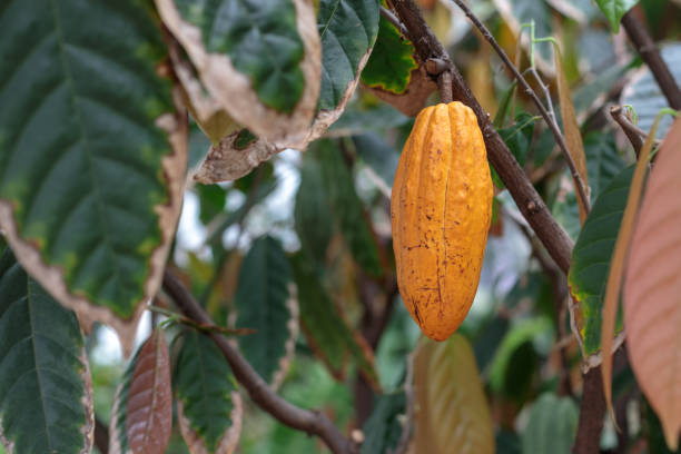 istock Cocoa pod on the plant 954306974