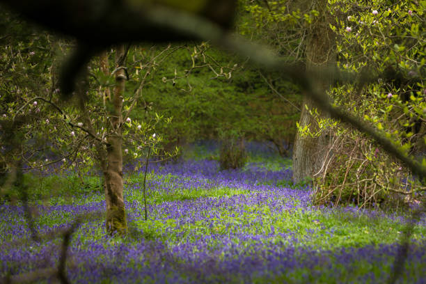 istock Woodland bluebells 954307342