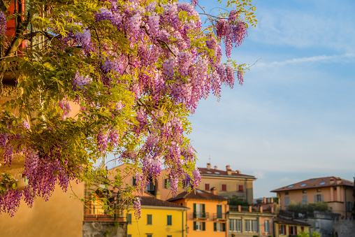 Close Up Wisteria blooms all along the shore of Lake Como, Italy.