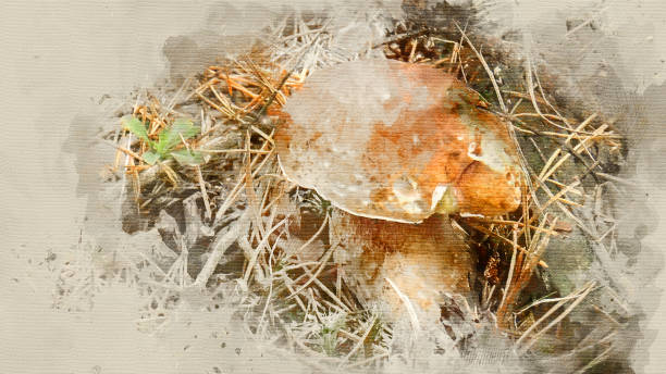 istock Porcini in the grass close up 954310572