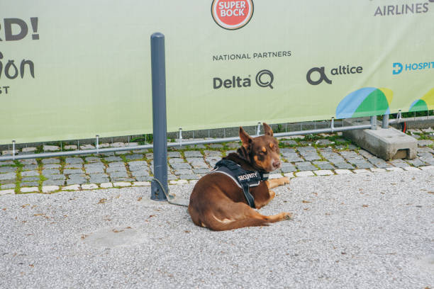 The dog is standing behind a closed door. Doors do not automatically open in front of the dog. A stray dog is standing outside a store.