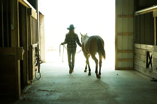 Female in her 20's wearing denim jeans, a plaid shirt and cowboy hat walks a young horse out of the barn on a cattle ranch, Indiana, USA