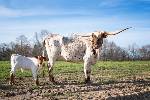 White and brown spotted Texas Longhorn cattle with long horns standing beside a baby calf in a green pasture on a sunny spring day, Indiana, USA