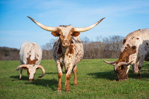 Brown cow in a dairy farm