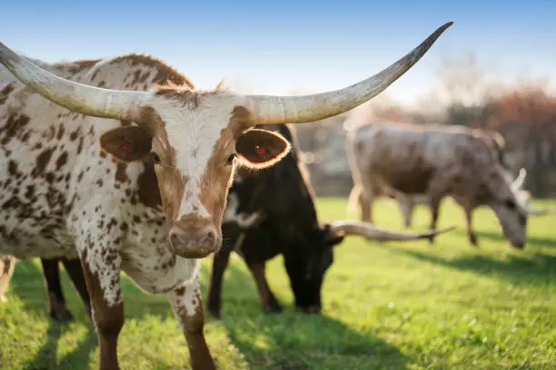 Texas Longhorn cattle with long slightly curved horns in a green pasture on a sunny spring day, Indiana, USA
