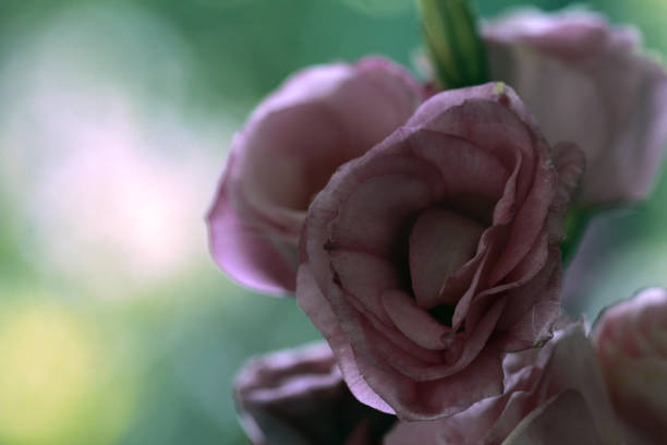 istock beautiful Eustoma flowers, Lisianthus, tulip gentian, eustomas. Close up. 954314548