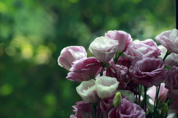 istock beautiful Eustoma flowers, Lisianthus, tulip gentian, eustomas. Close up. 954314648