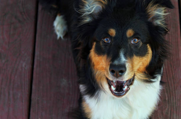 春に甲板上のオーストラリアン シェパードの子犬 - austrailian ストックフォトと画像