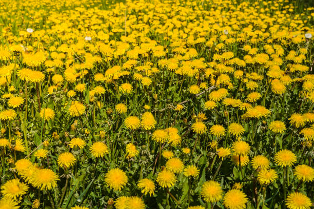 istock Field of flowering dandelions. 954316060