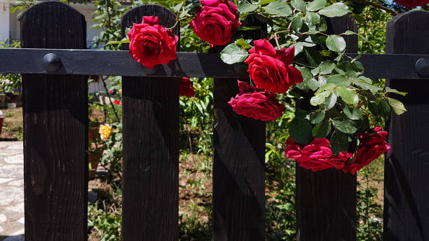 istock fence rose red  on wooden door for background 954317602