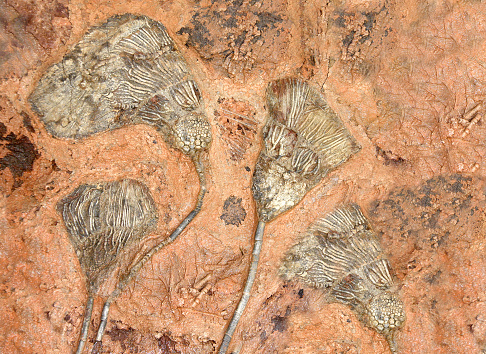 Petrified fossil crinoids (sea lilies, featherstars) in stone
