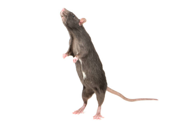 istock Rat stands on hind legs 954321366