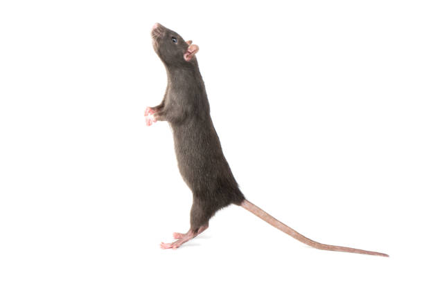 istock Rat stands on hind legs 954321376