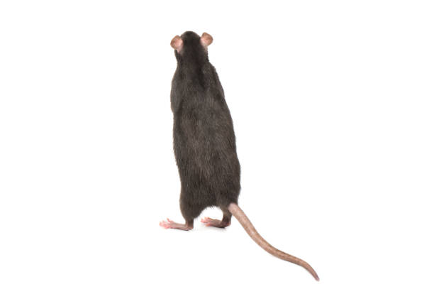 istock Rat stands on hind legs 954321380