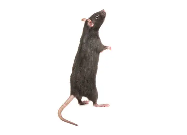 Photo of Rat stands on hind legs