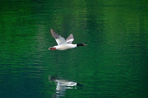 A common shelduck was flying over the lake.