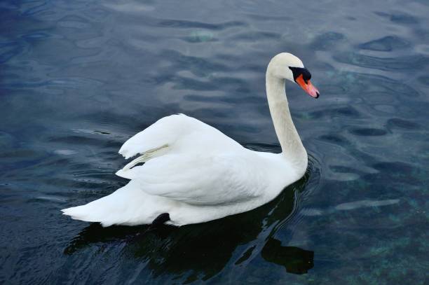 Switzerland,Lausanne,vevey,Lake Geneva.\nA lot of wild swans are on the Lake Geneva.\nSwan is an elegant bird. It swims on the surface of the lake in \nstyle.