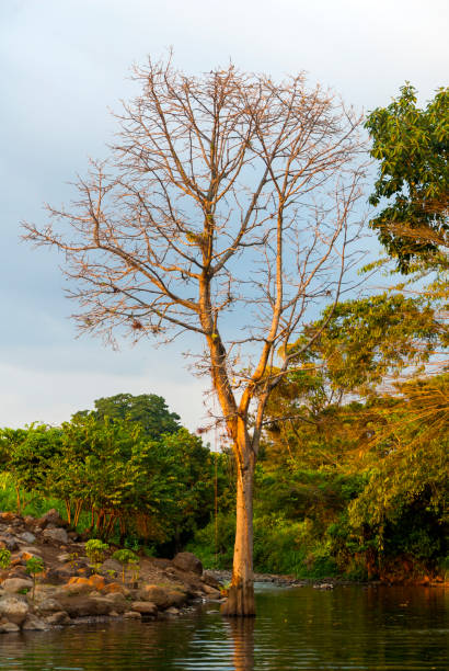 istock Tree on water in Cuyotenango, Guatemala 954329280