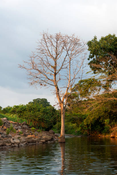 istock Tree on water in Cuyotenango, Guatemala 954329286