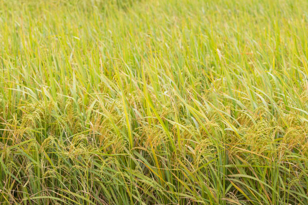 istock rice field golden paddy 954329328