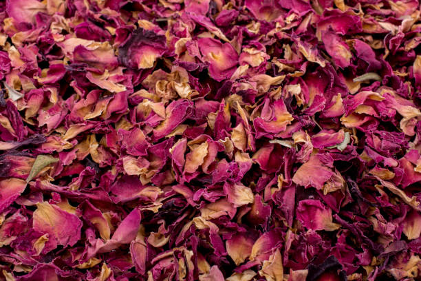 istock Scattered fresh rose petals on the ground 954330582