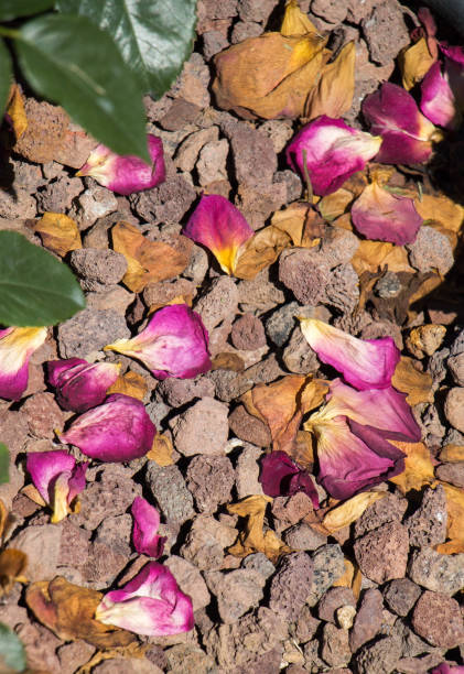 istock Scattered fresh rose petals on the ground 954330696
