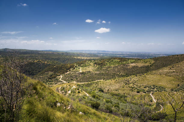 istock countryside with olive trees in Sicily area of Syracuse 954331090