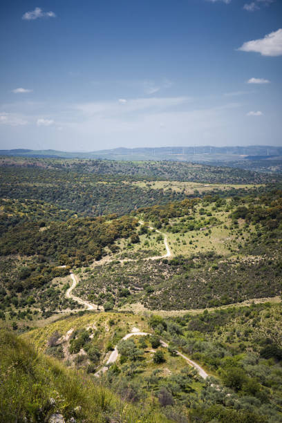 istock countryside with olive trees in Sicily area of Syracuse 954331120