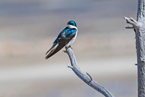 istock Bird tree swallow at Yellowstone National Park 954334524
