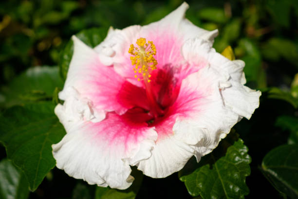 istock hibiscus flower closeup ,   blooming  white hibiscus 954335330
