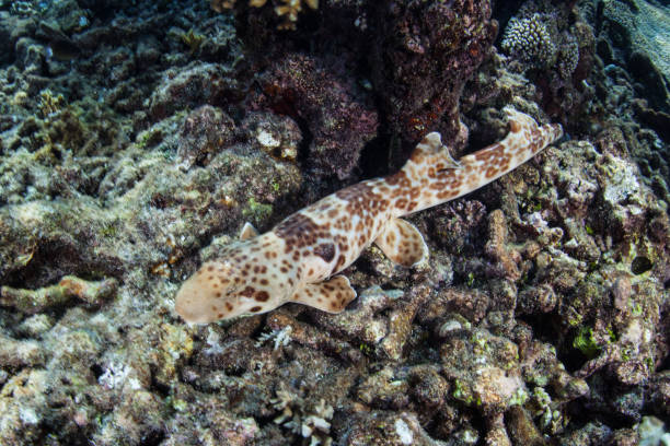 Raja Epaulette Shark in Raja Ampat An endemic Raja epaulette shark crawls over the shallow seafloor in Raja Ampat, Indonesia. This tropical region is known as the heart of the Coral Triangle due to its marine biodiversity. raja stock pictures, royalty-free photos & images