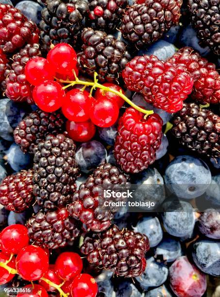 Bosco - Fotografie stock e altre immagini di Frutti di bosco - Frutti di bosco, Bacca, Mirtillo - Frutti di bosco