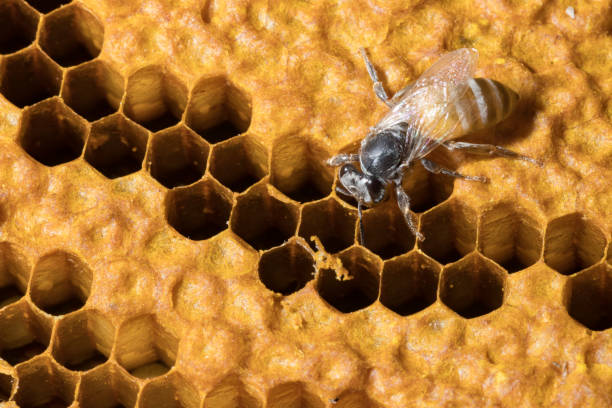 istock closeup of bees on honeycomb in apiary - selective focus, copy space 954338712