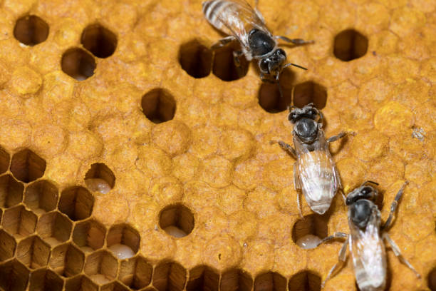istock closeup of bees on honeycomb in apiary - selective focus, copy space 954338958