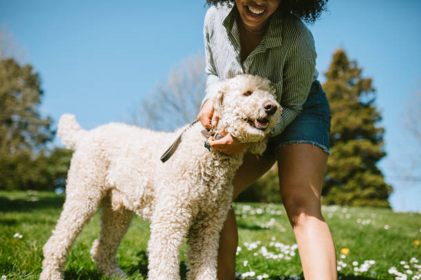 istock A Young Woman Puts Leash on Pet Poodle Dog 954338984