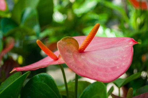 Beautiful pink color anthurium flowers in a garden.