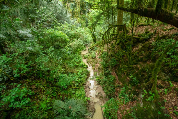 istock nature of subtropical forest 954343442