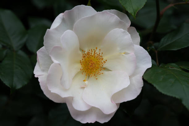 istock Close-up of white rose flower 954344492