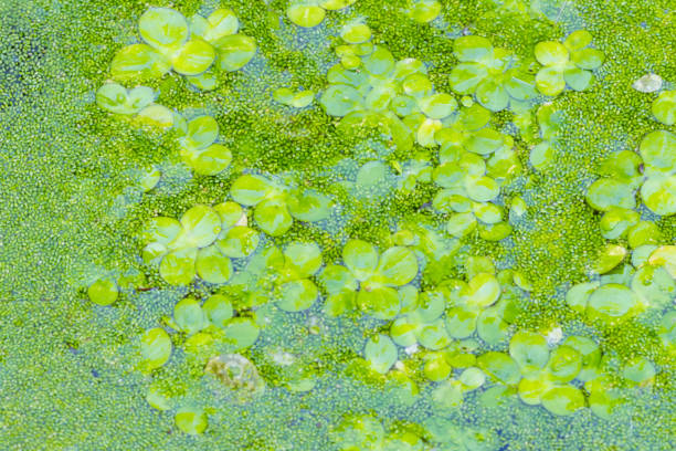 Wolffia globosa or Fresh water Alga, Water Meal, Swamp Algae, selective focus nature green background,