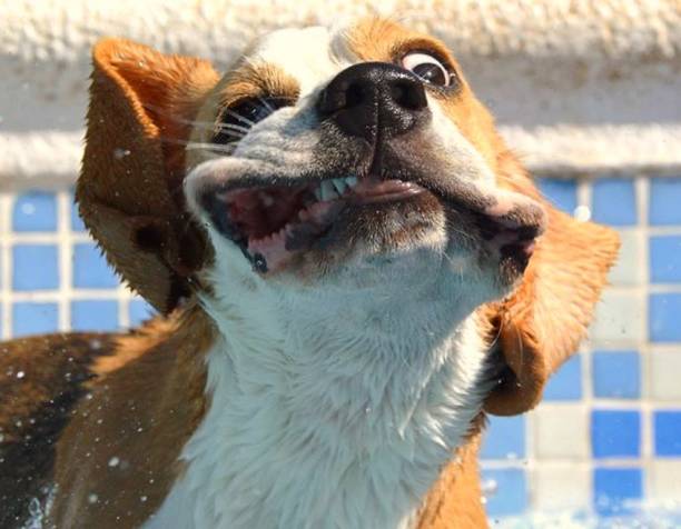 crazy Beagle face One of my Beagles shaking after a swim bizarre stock pictures, royalty-free photos & images