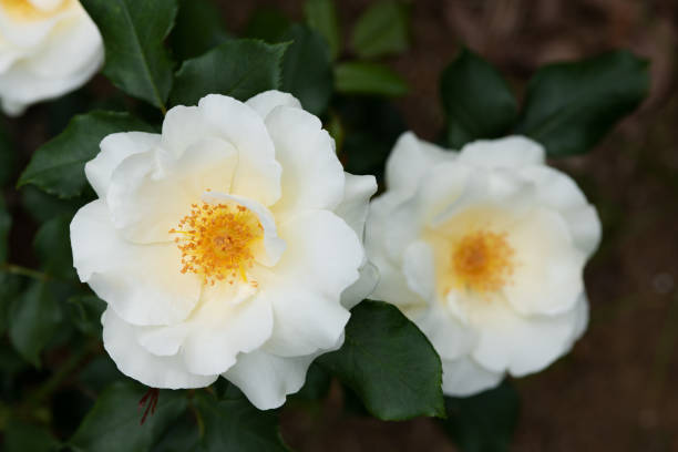 istock Close-up of white rose flower 954347104