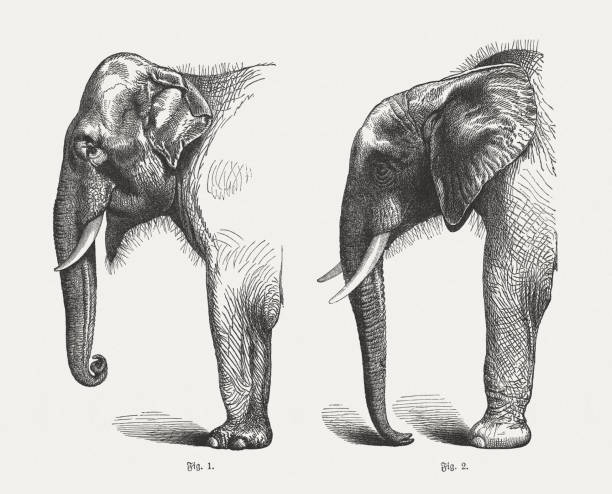 istock Indian and African Elephant, wood engravings, published in 1897 954347316