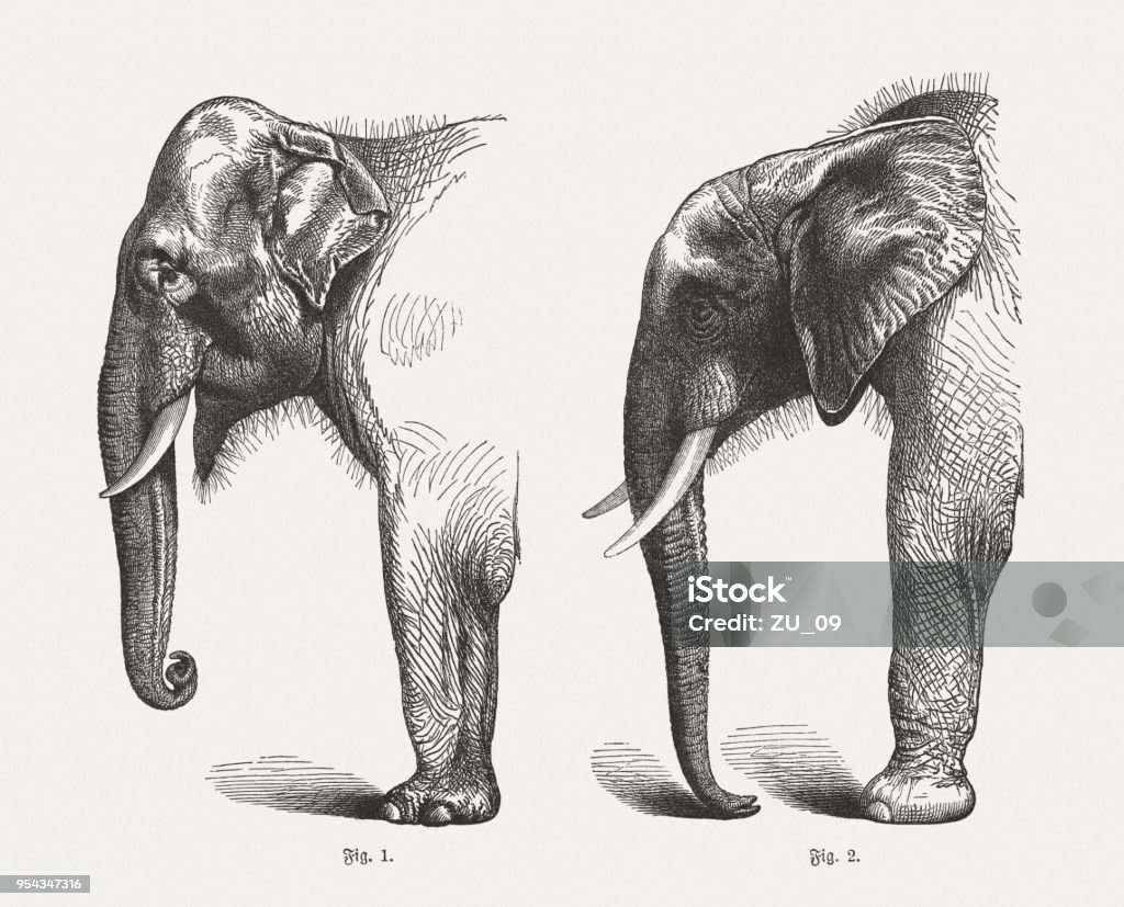 Indian and African Elephant, wood engravings, published in 1897 Indian Elephant (Elephas maximus indicus, Fig. 1) and African Elephant (Loxodonta africana, Fig. 2). Wood engravings, published in 1897. Elephant stock illustration