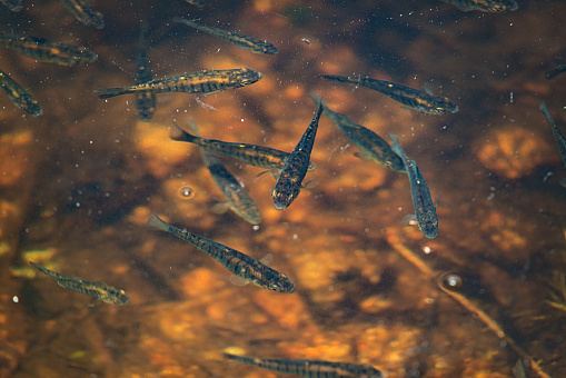 Small school of minnows at the edge of a lake.