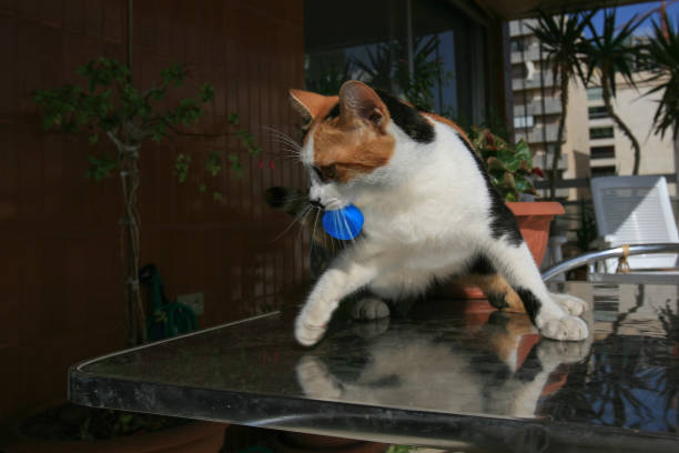 istock Young cat playing with a plastic bottle cap in Beirut, Lebanon. 954349124