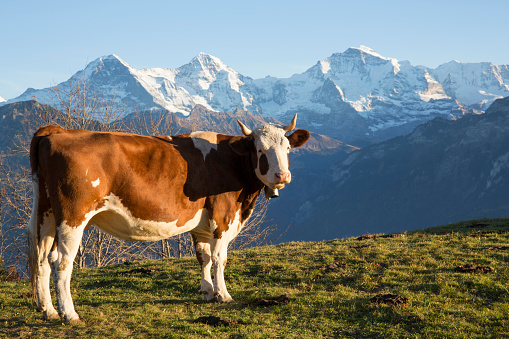 The Jungfrau, Monch and Eiger are behind the cow and are snow capped, Bern Canton