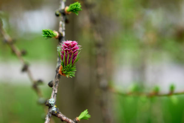 Blooming spring branch flower of a larch with needle buds on beautiful nature background, close-up